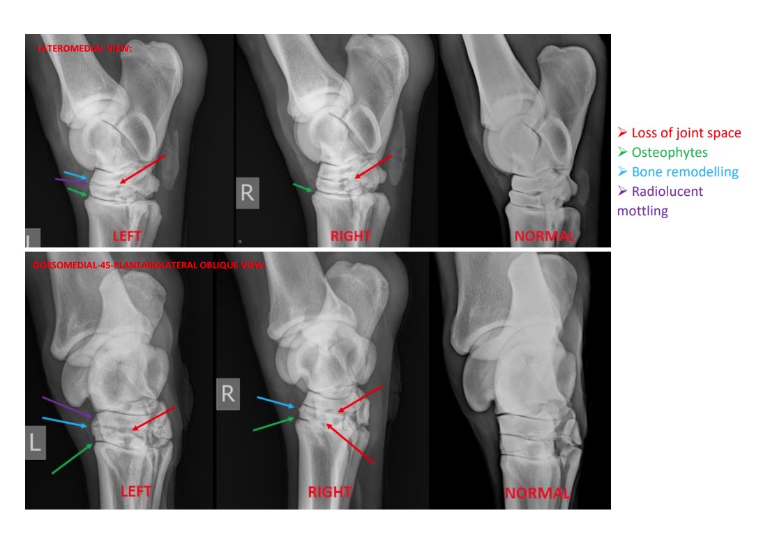 hindlimb lameness